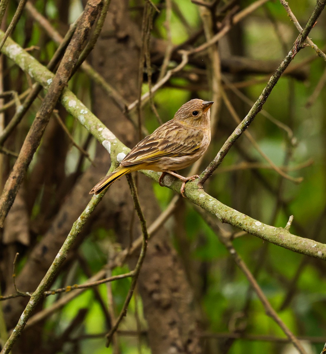 Шафрановый зерноед - ML645963963