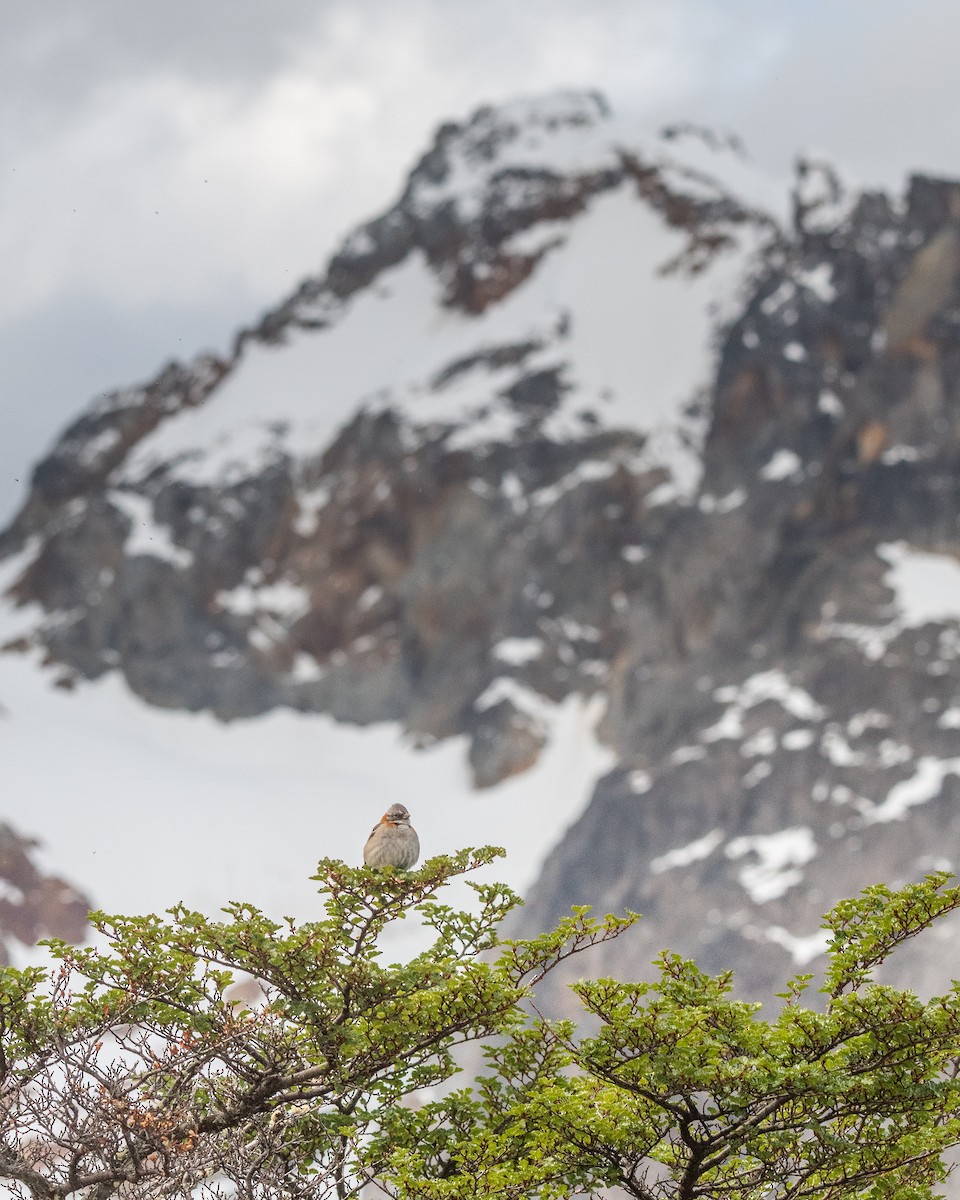 Рыжешейная зонотрихия - ML645963969