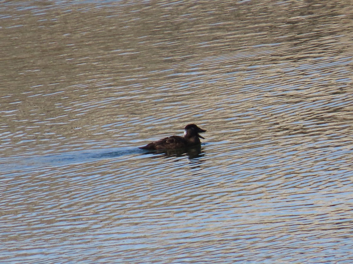 Пестроносый турпан - ML645963970