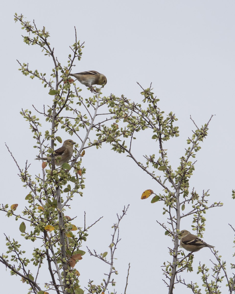 Американский чиж - ML645963972