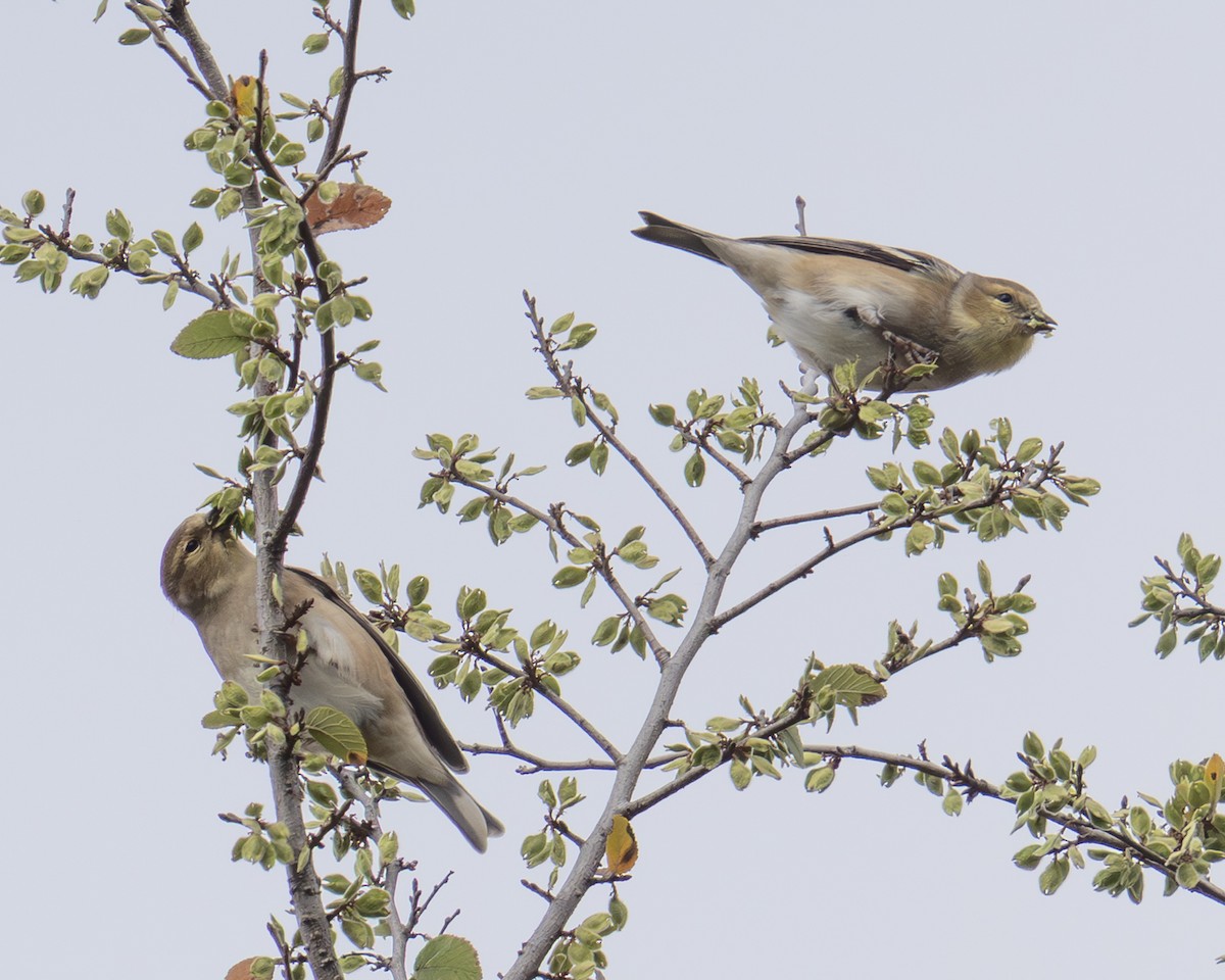 Американский чиж - ML645963973