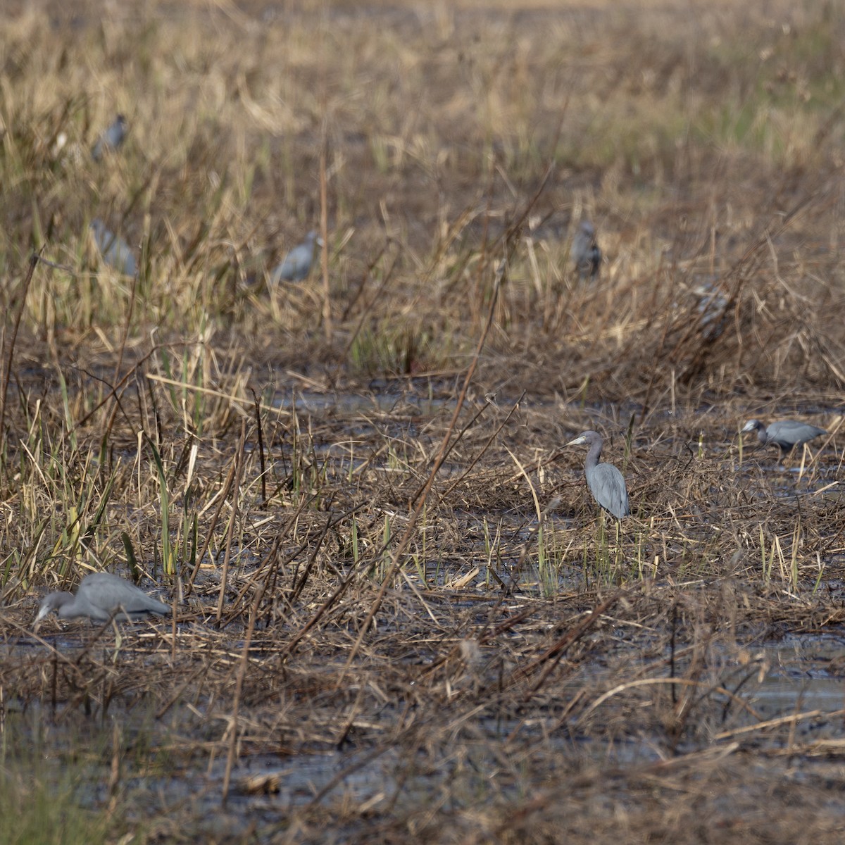 Малая голубая цапля - ML645963974