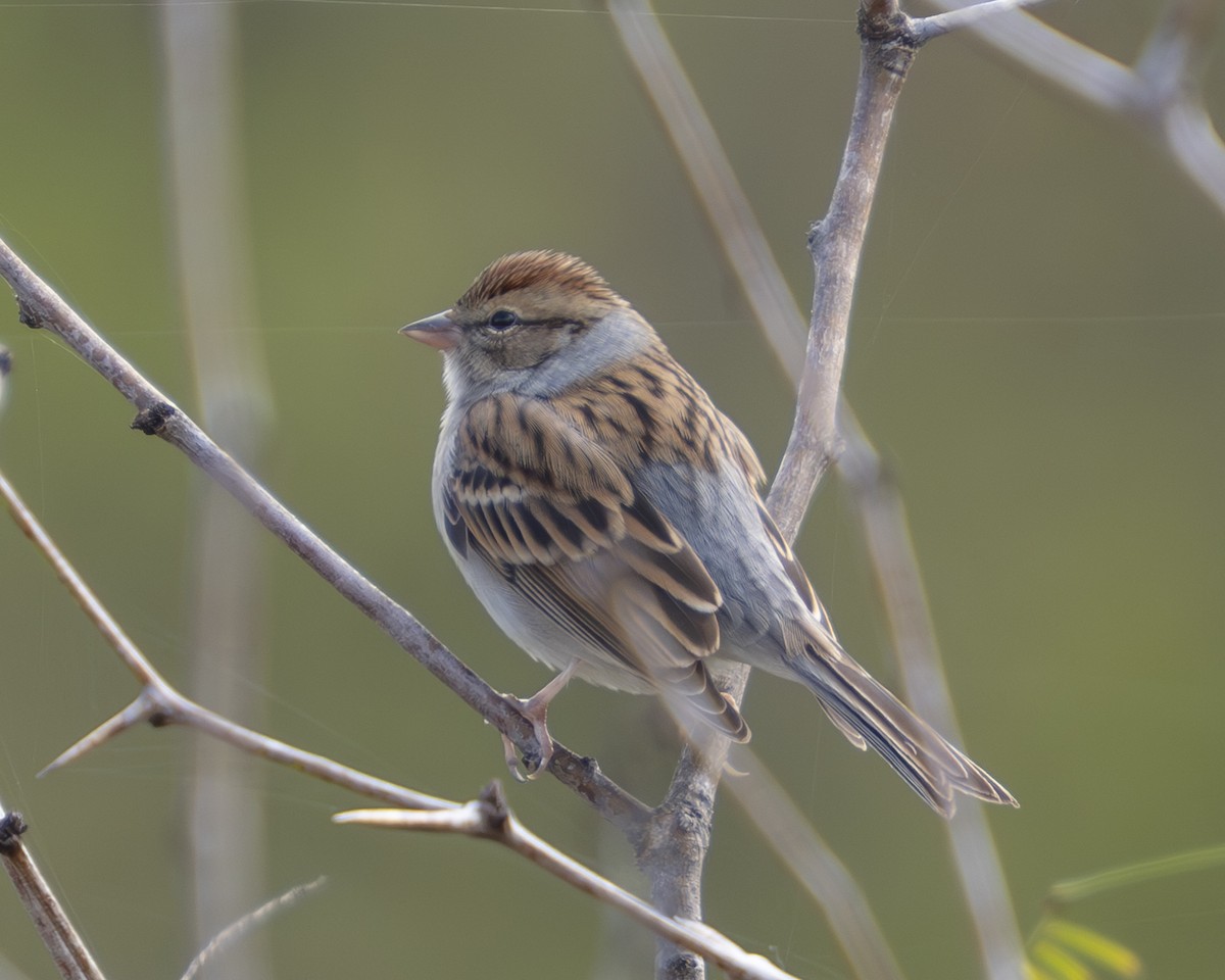 Малая воробьиная овсянка - ML645963975