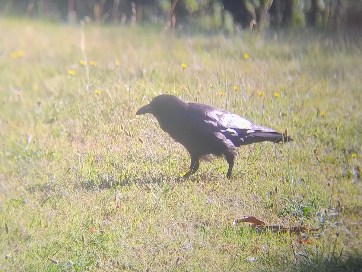 Австралийский ворон - ML645963976