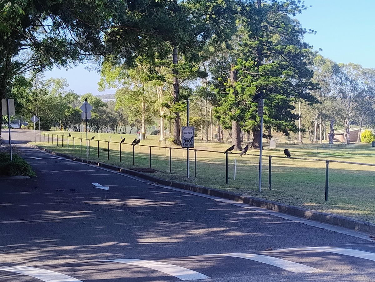 Австралийский ворон - ML645963977