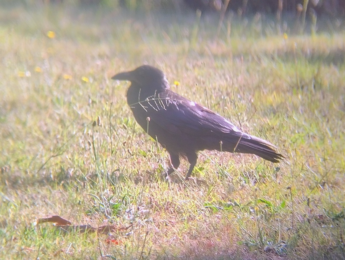 Австралийский ворон - ML645963978