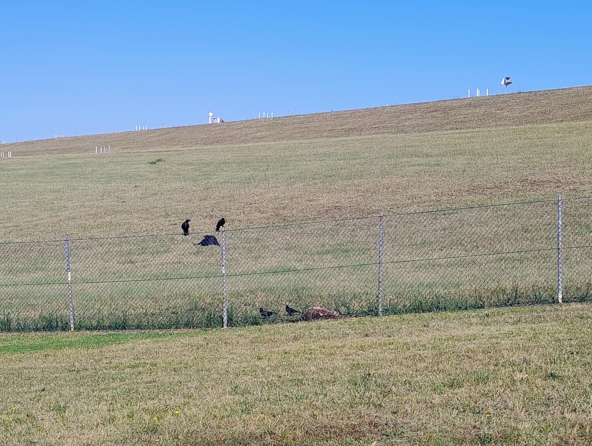 Австралийский ворон - ML645963979