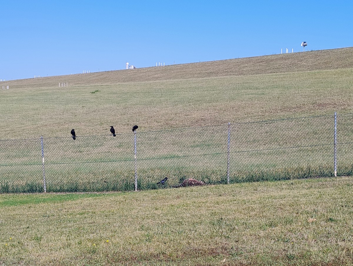 Австралийский ворон - ML645963980