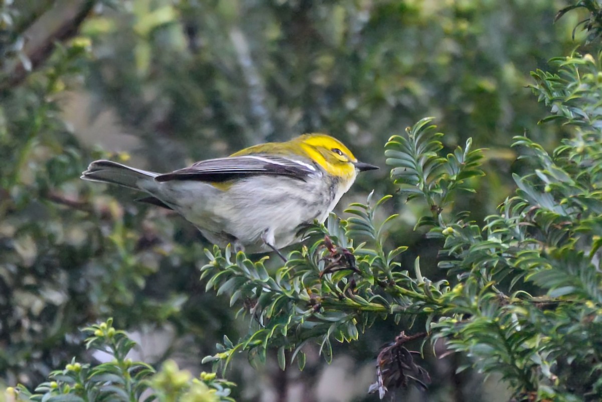 Зелёная древесница - ML645963981