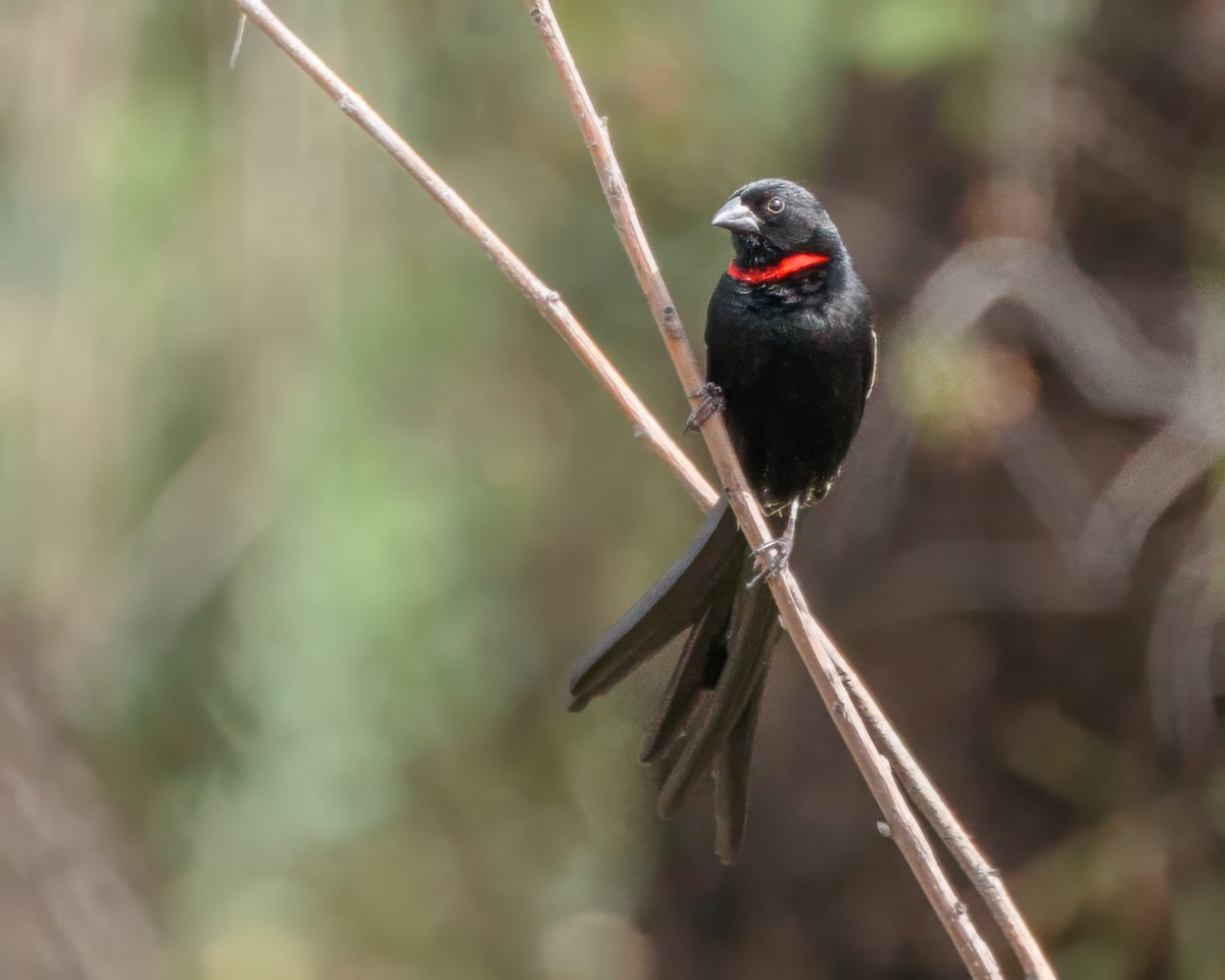 Red-collared Widowbird - ML645963982