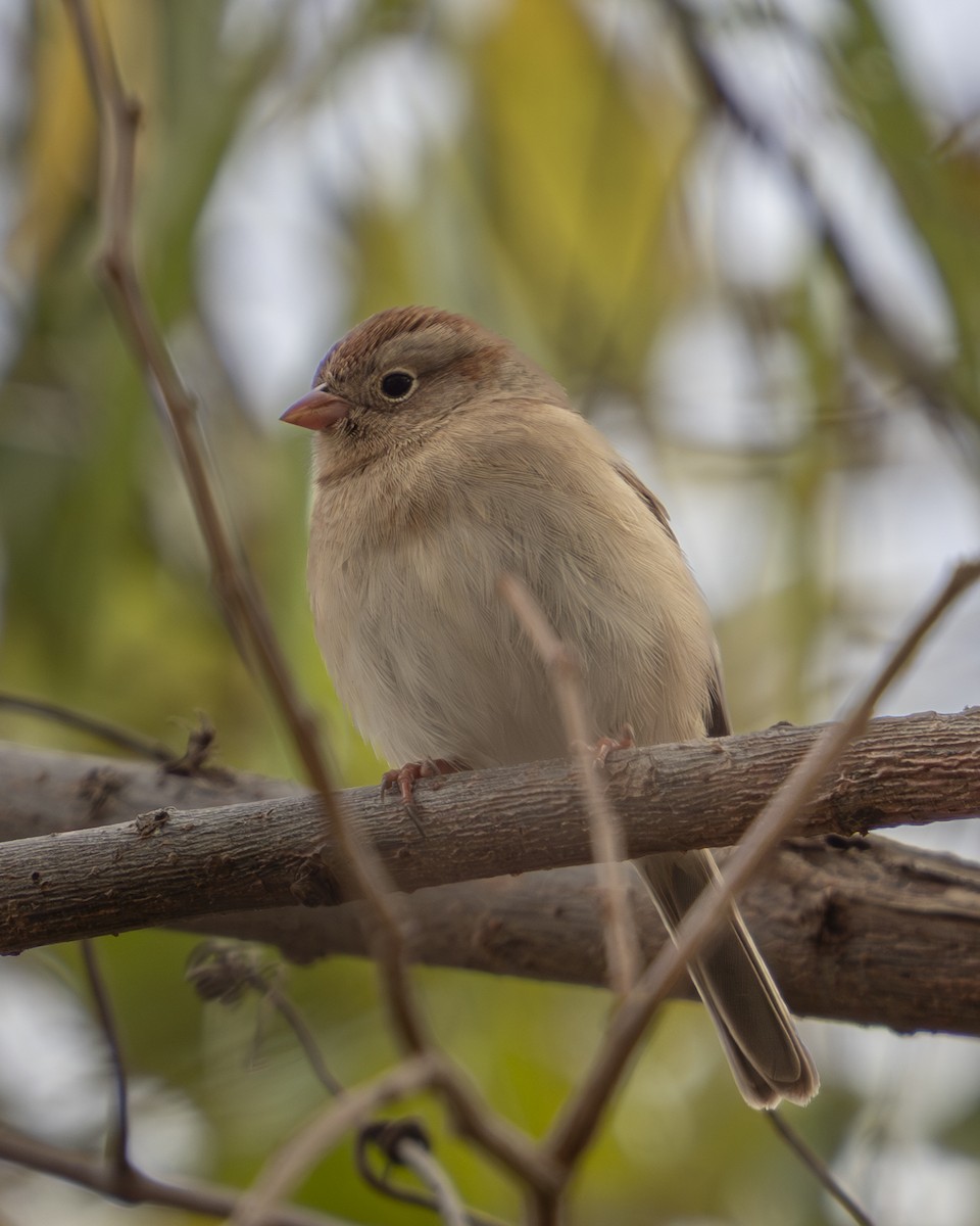 Полевая малая овсянка - ML645963983
