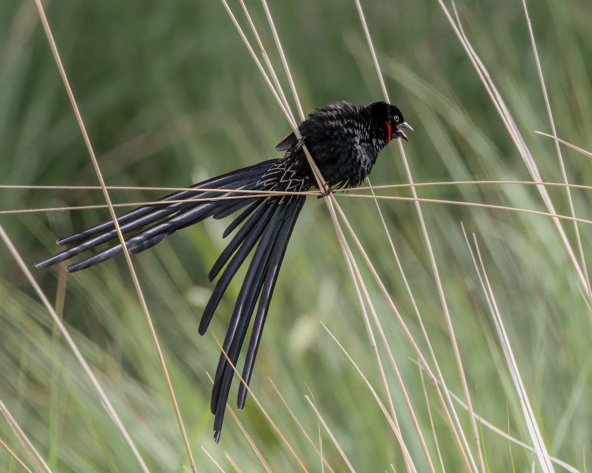 Red-collared Widowbird - ML645963985