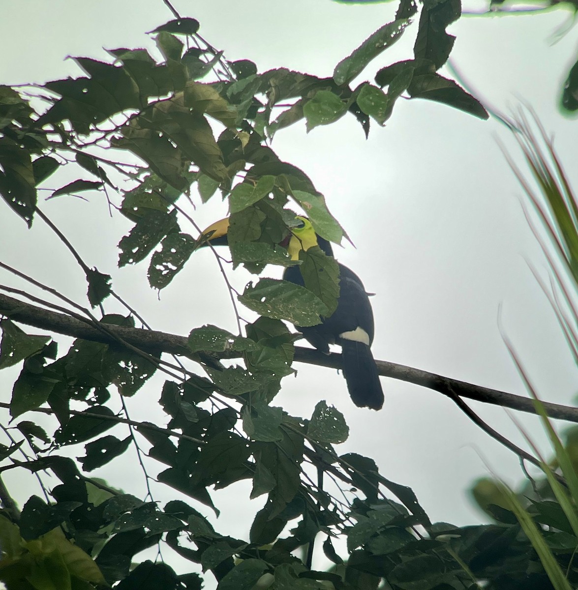 Yellow-throated Toucan (Chestnut-mandibled) - ML645963992