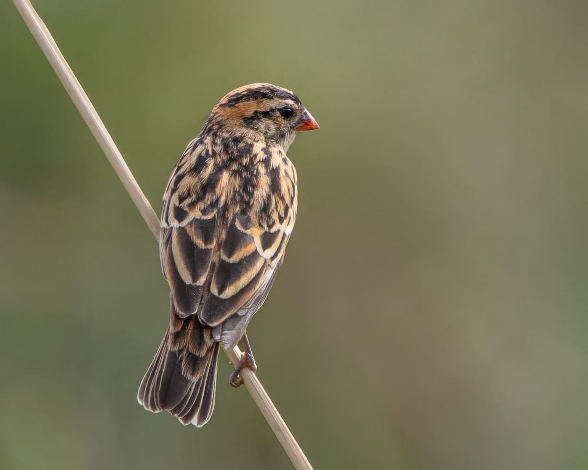 Dominikanerwitwe - ML645963994