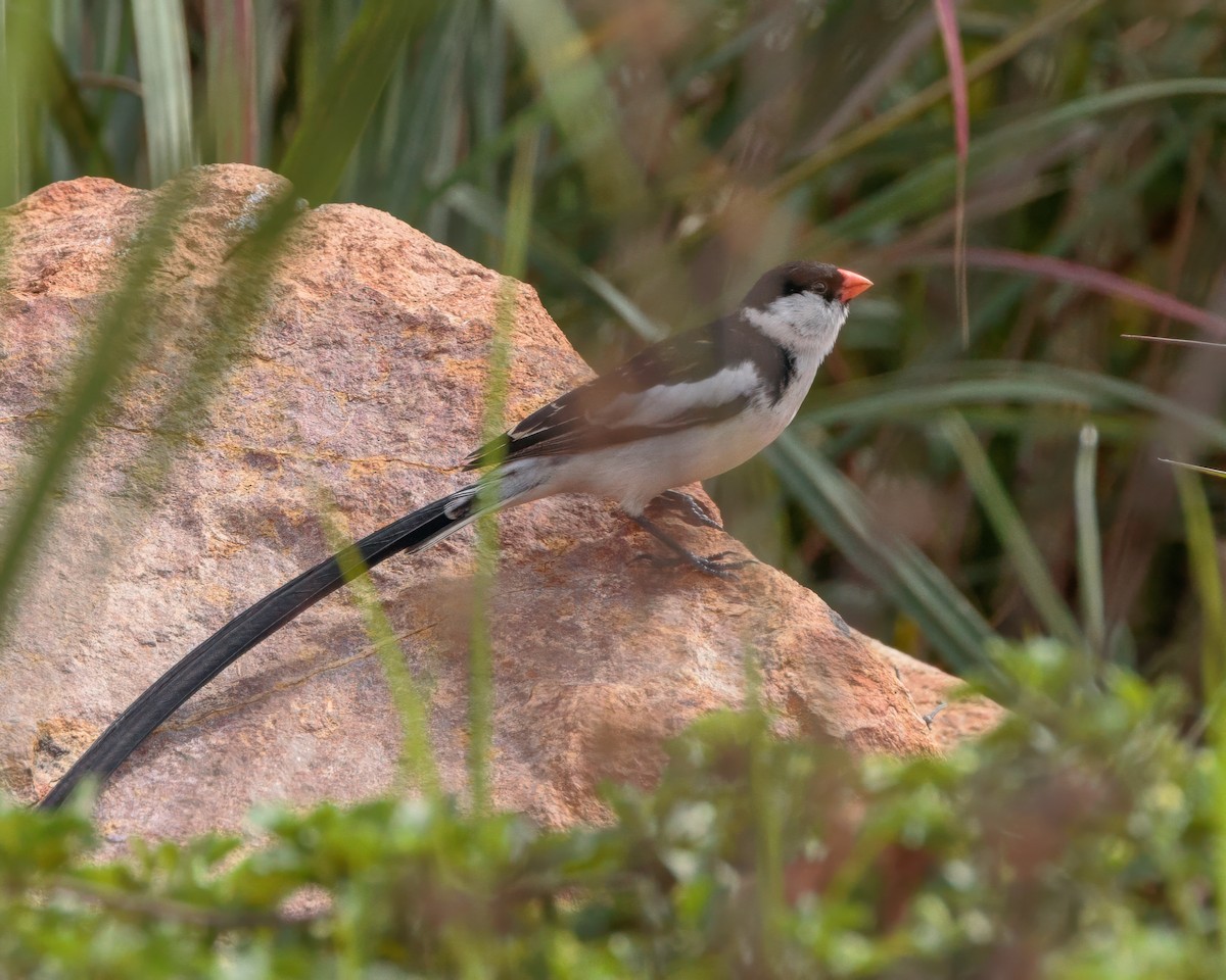 Dominikanerwitwe - ML645963995