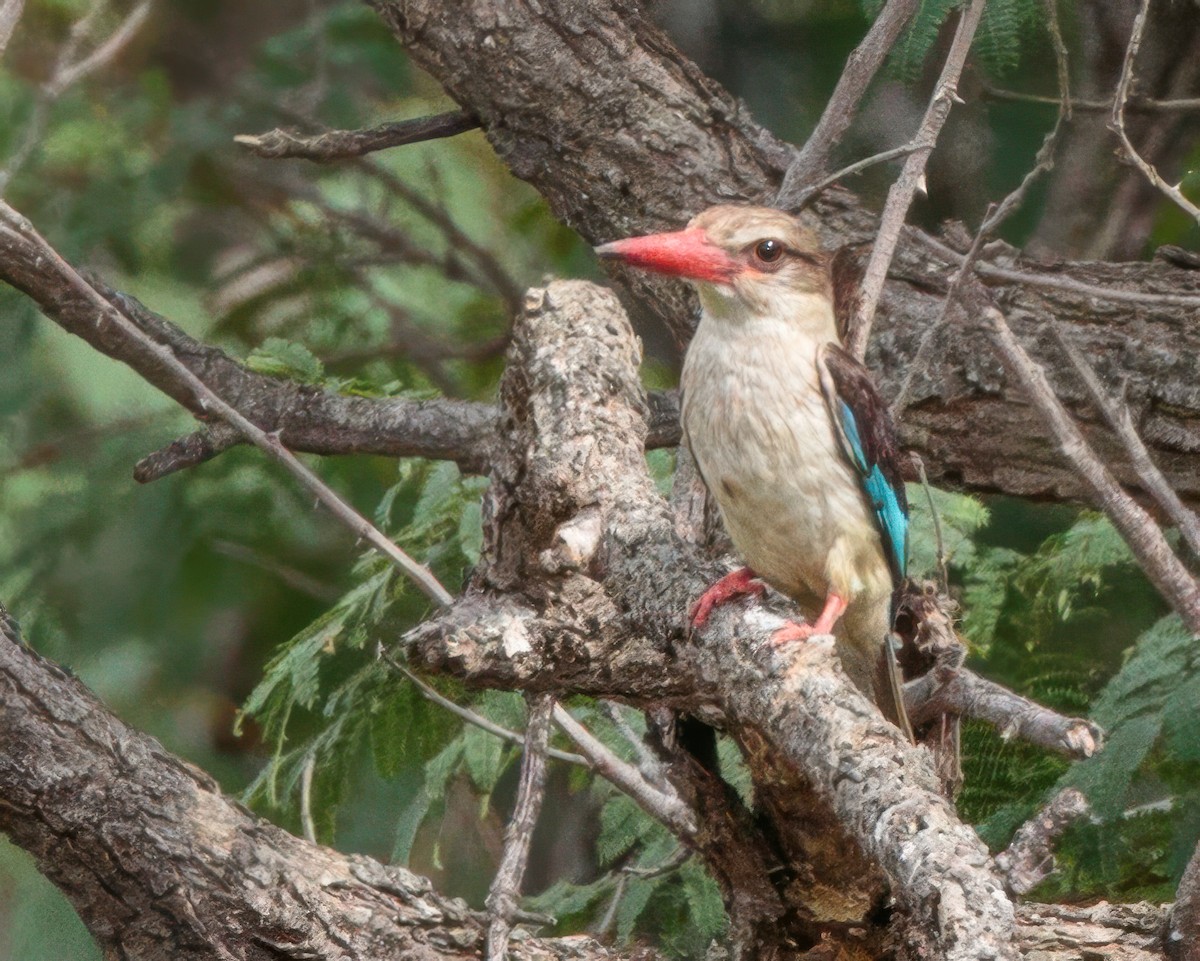 Braunkopfliest - ML645964003