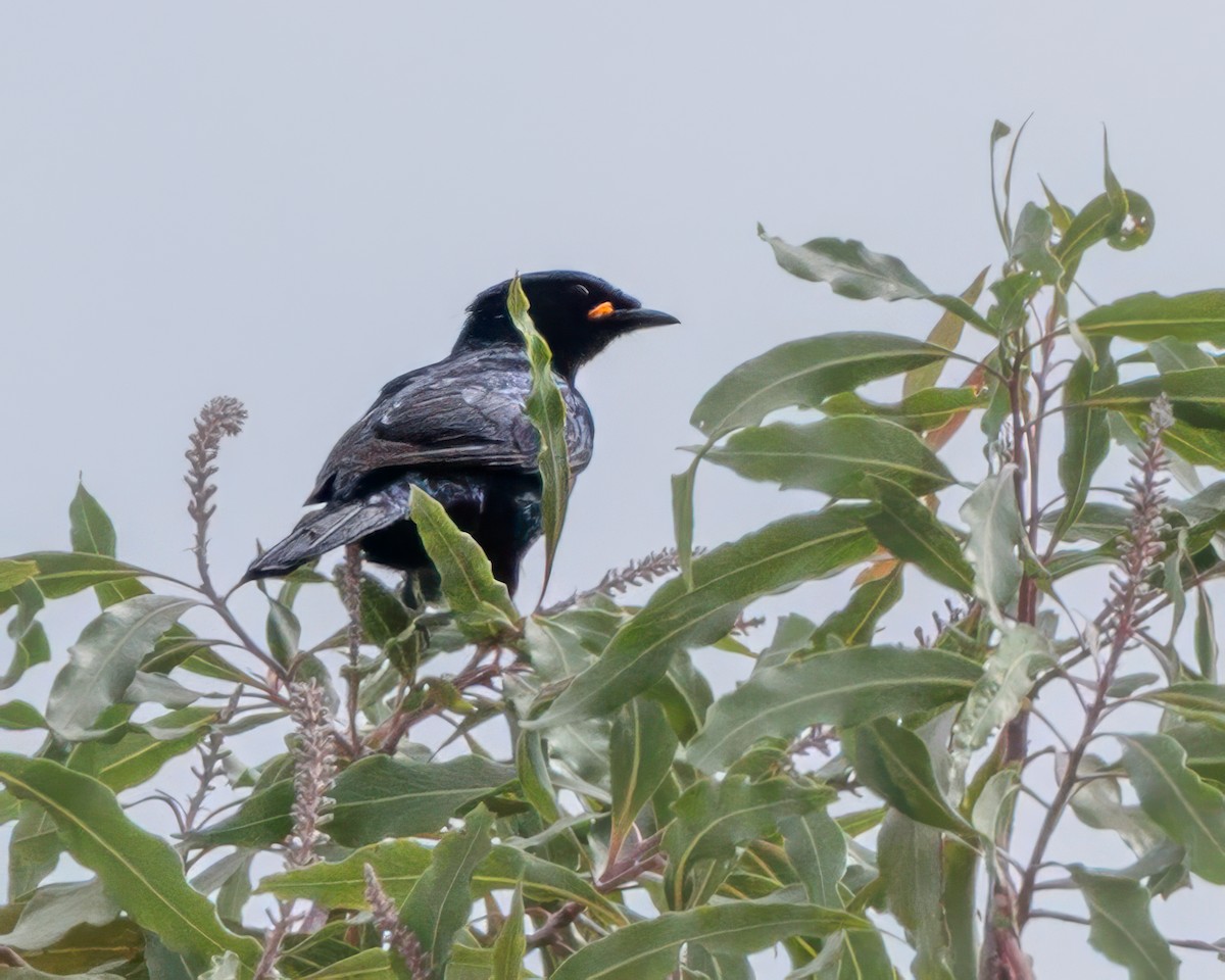 Kapraupenfänger - ML645964009