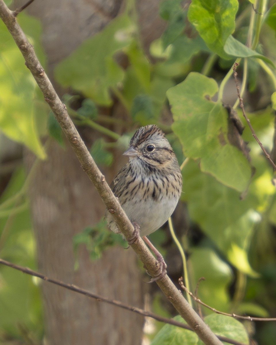 strnadec pruhohlavý - ML645964016