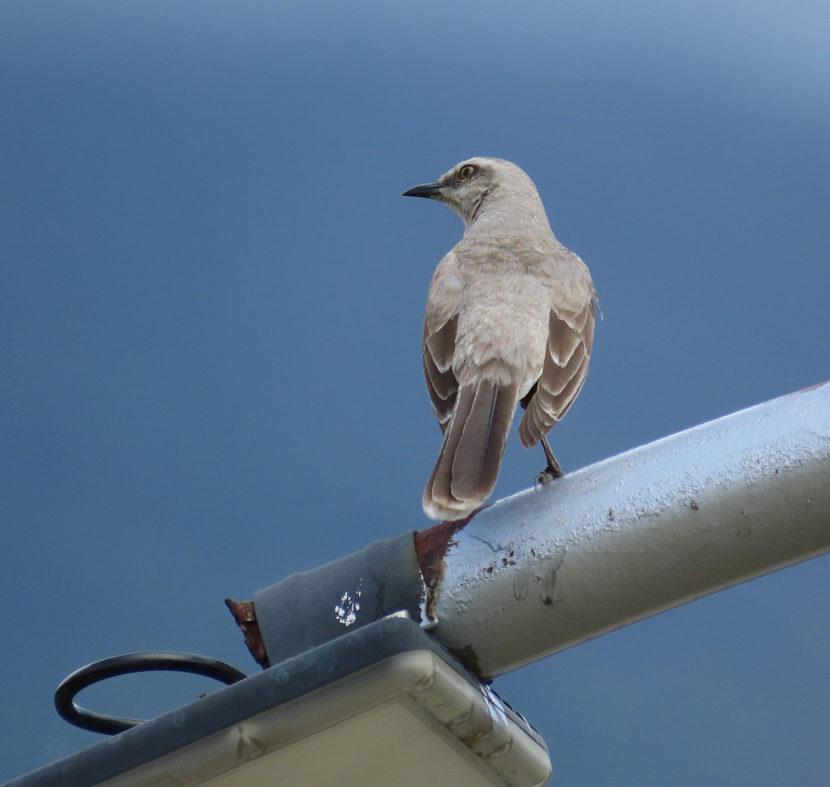 Tropikal Taklitçi - ML645964018