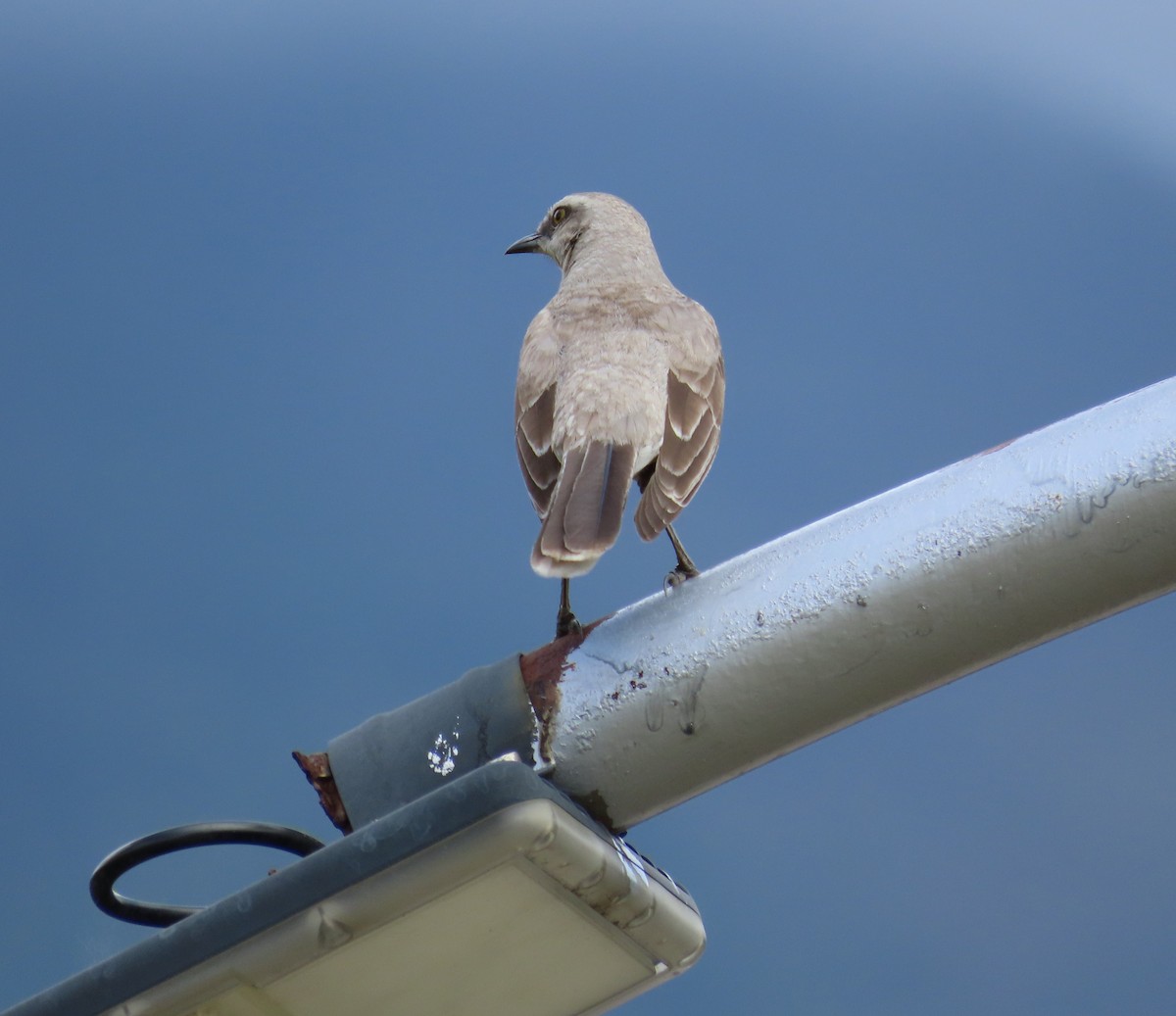Tropikal Taklitçi - ML645964020
