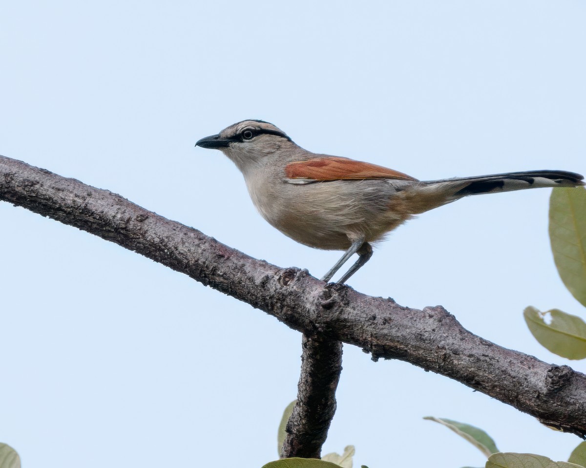 Dorntschagra - ML645964021