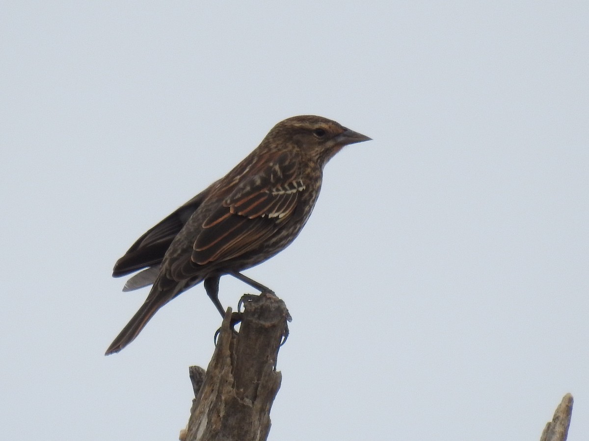 Red-winged Blackbird - ML645964023