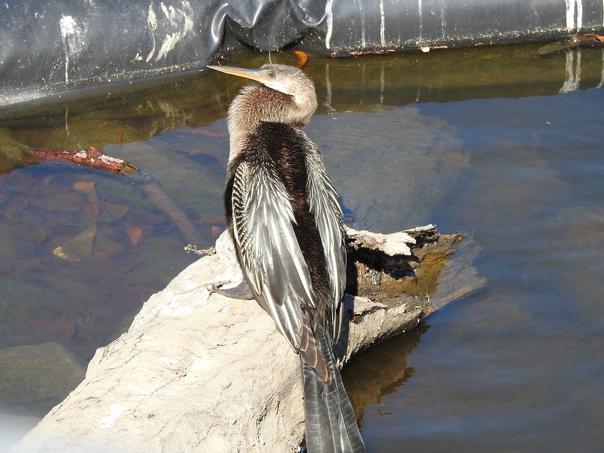 Anhinga - ML645964024