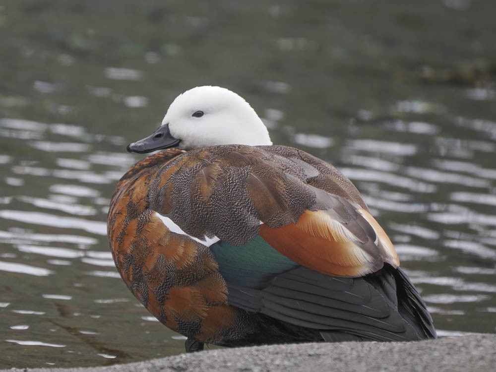 クロアカツクシガモ - ML645964032