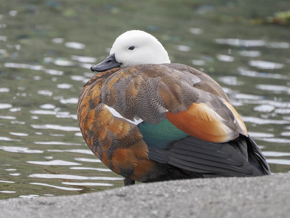 クロアカツクシガモ - ML645964033