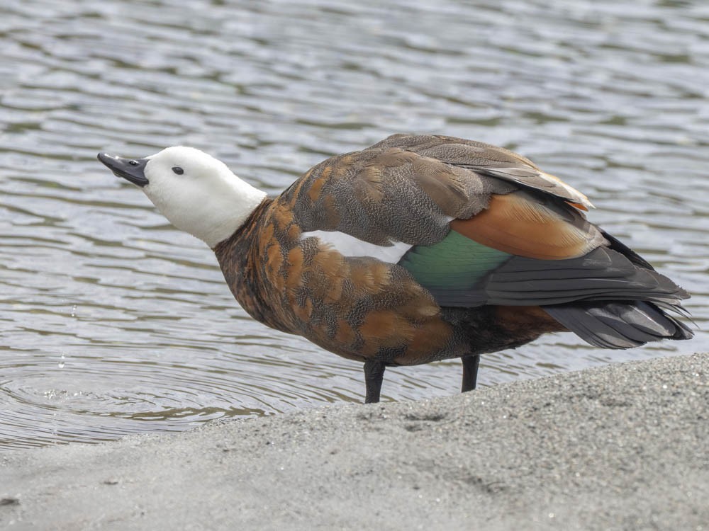 クロアカツクシガモ - ML645964034