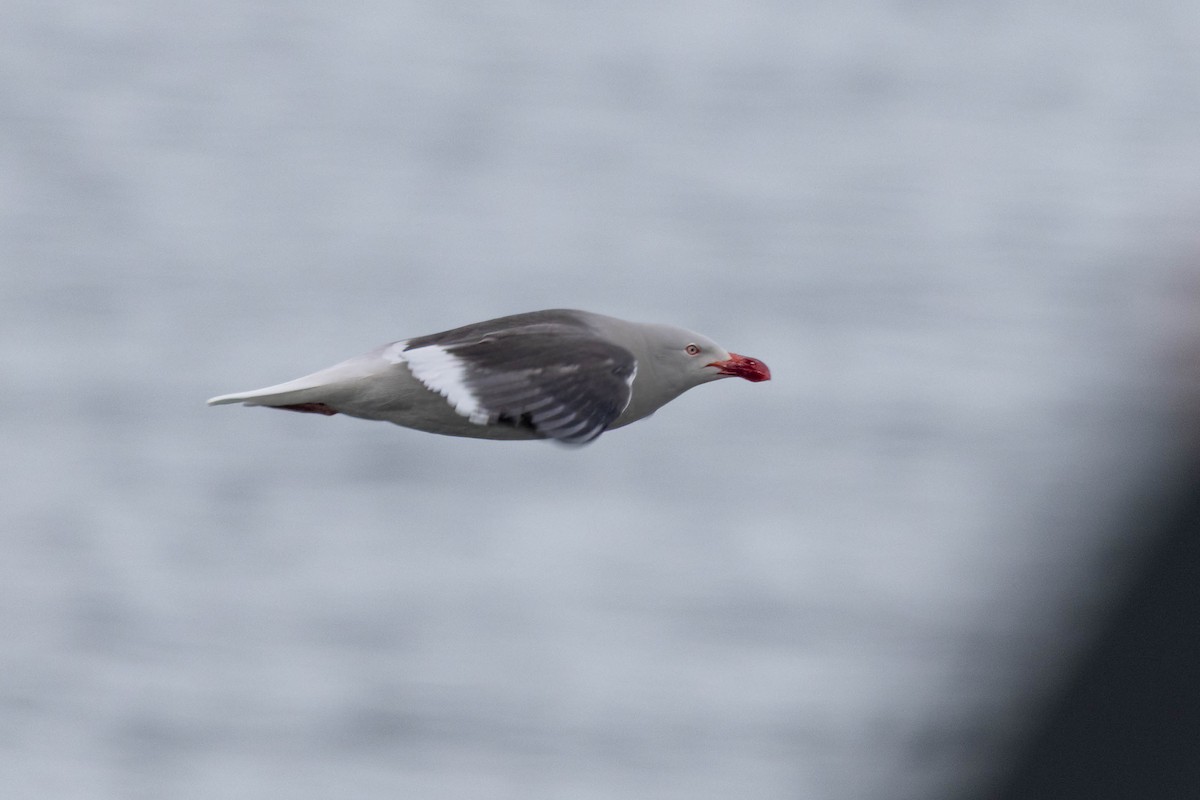 Dolphin Gull - ML645964040