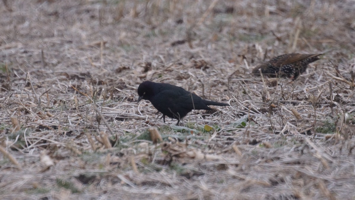 Purpurstärling - ML645964043