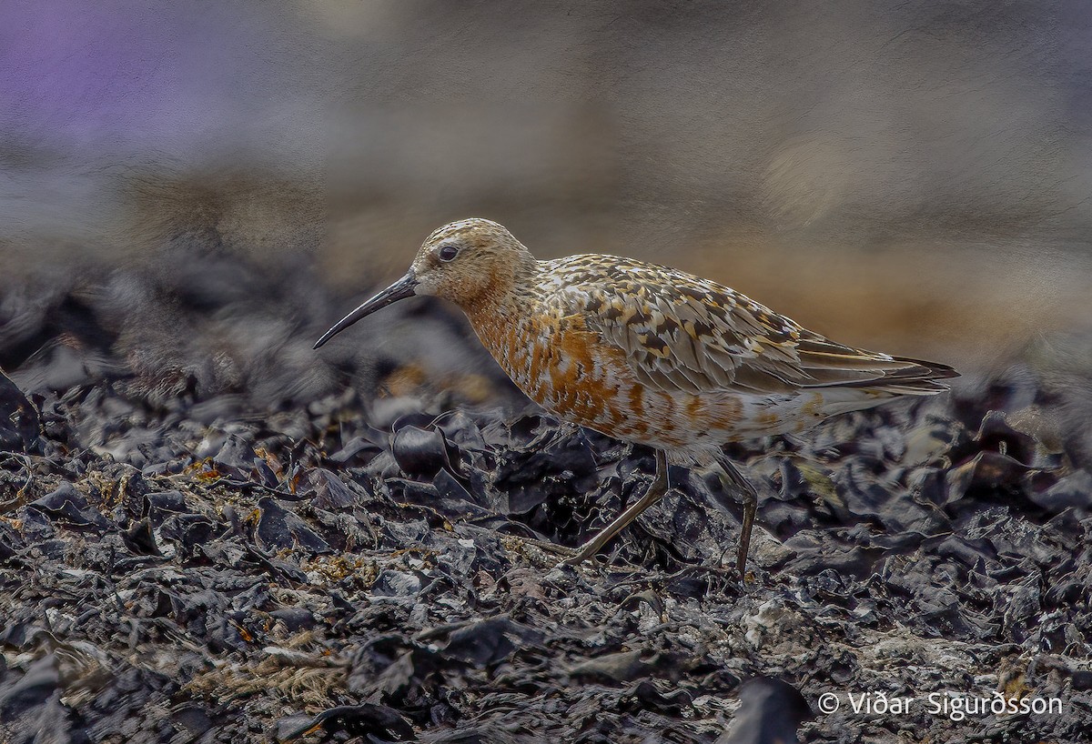 Curlew Sandpiper - ML645964045