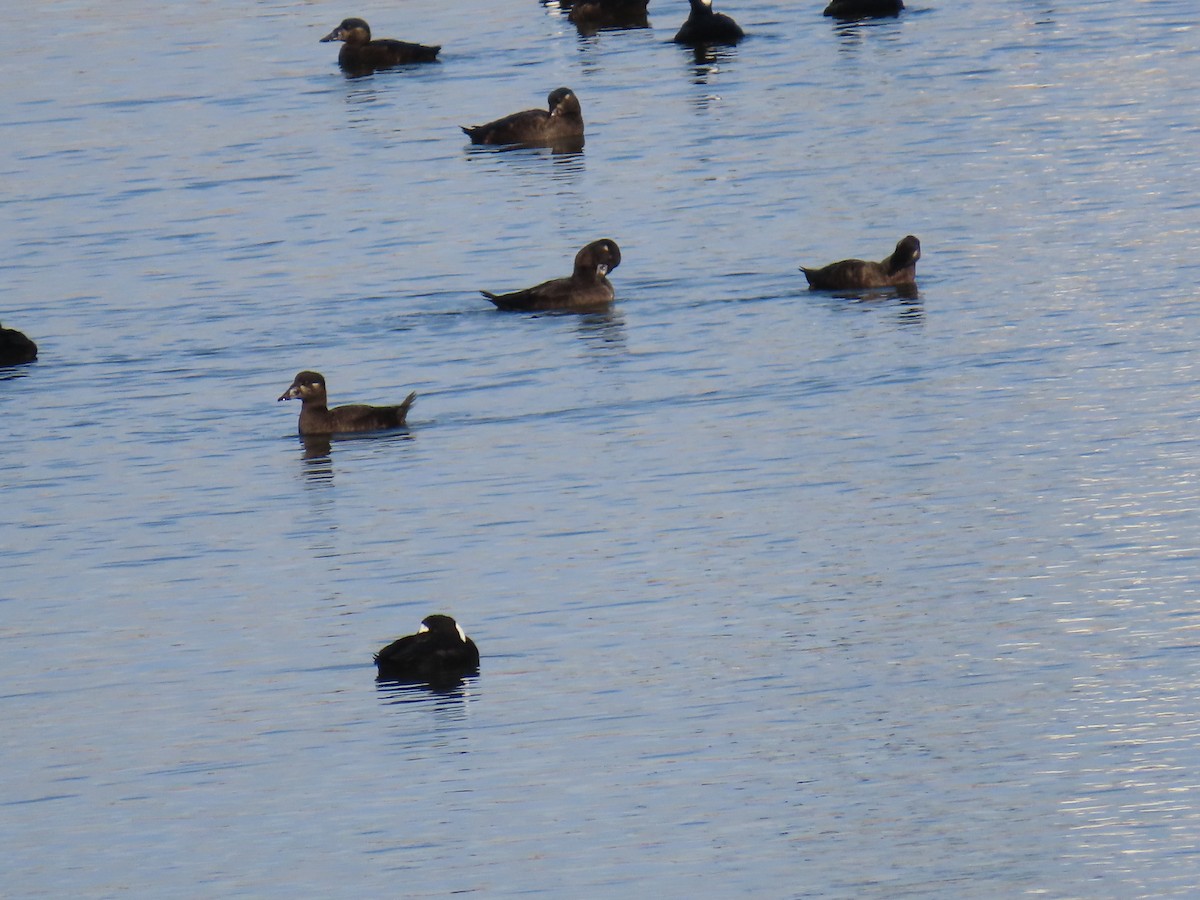 Surf Scoter - ML645964063