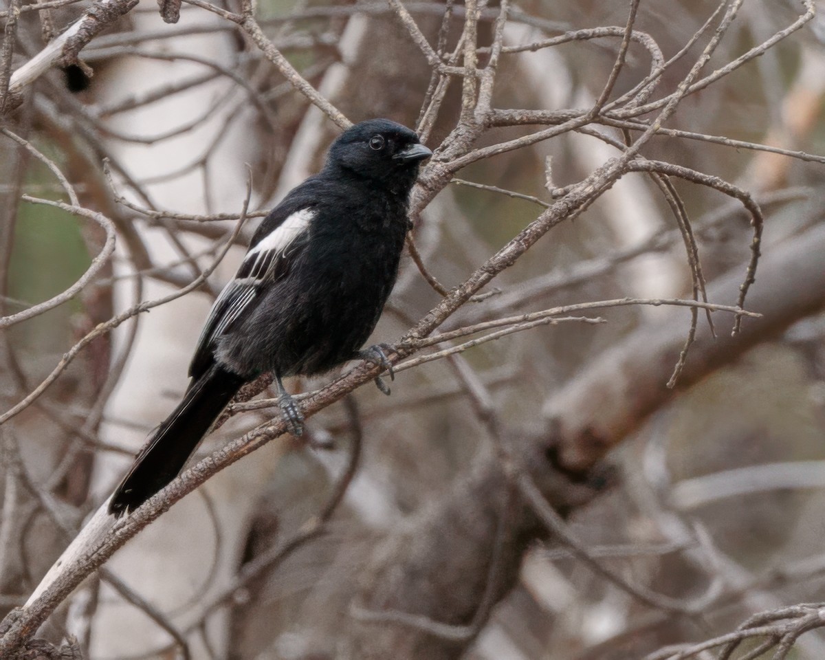Southern Black-Tit - ML645964070