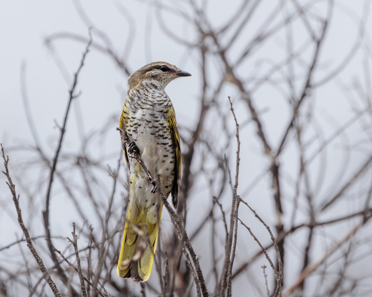 Kapraupenfänger - ML645964078