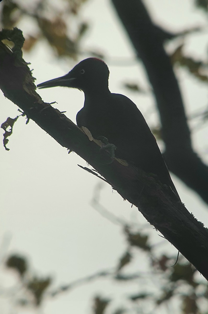 Black Woodpecker - ML645964087