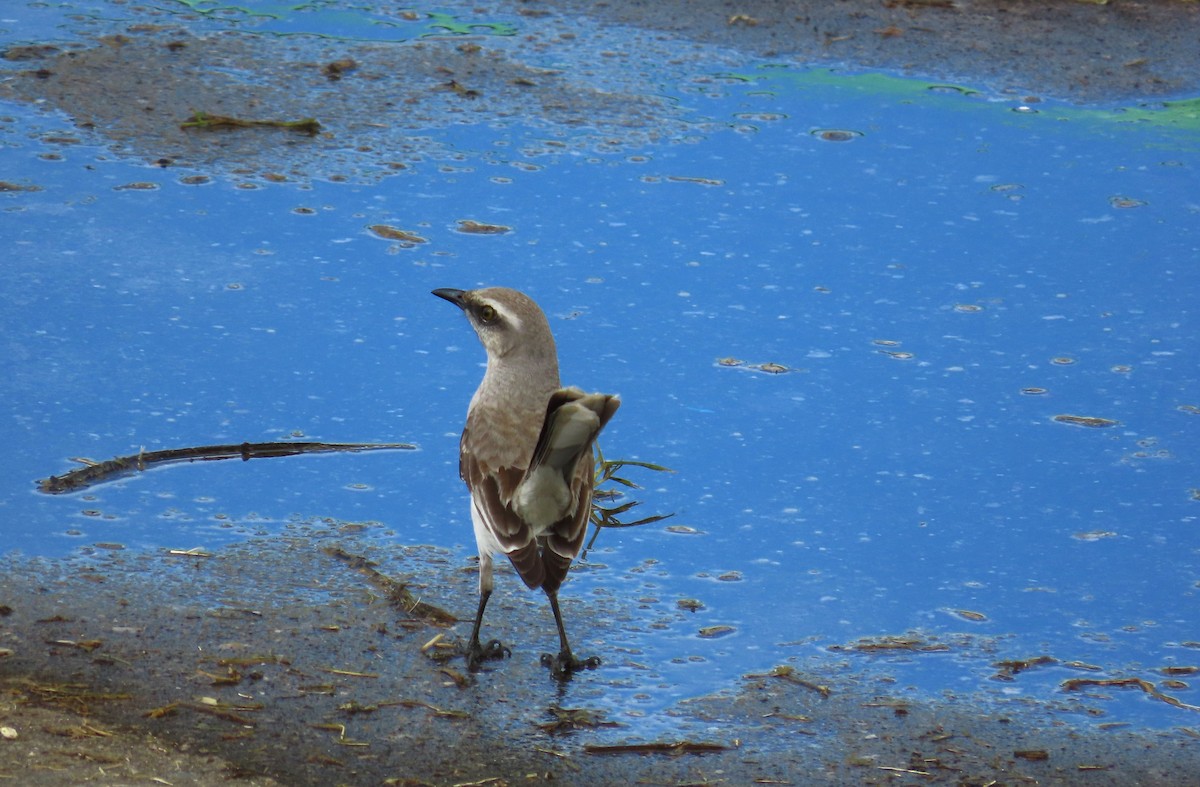Tropikal Taklitçi - ML645964091
