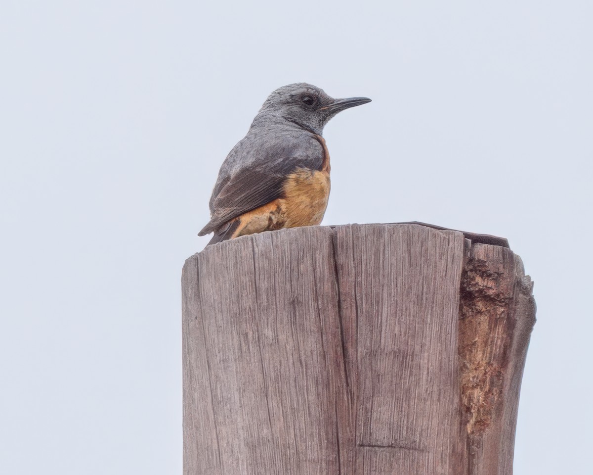 Kurzzehenrötel - ML645964093