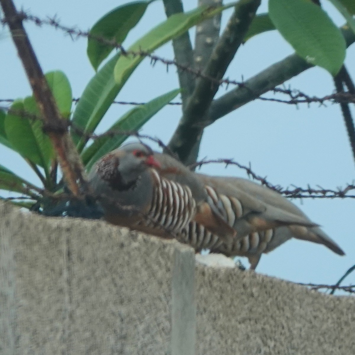 Barbary Partridge - ML645964099