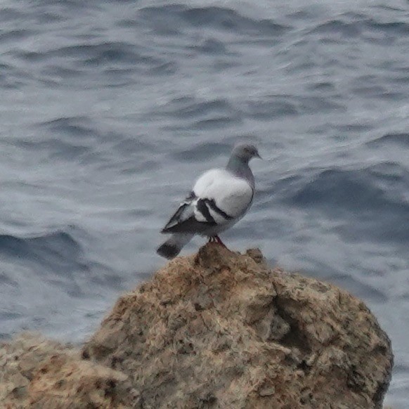 Rock Pigeon - ML645964106