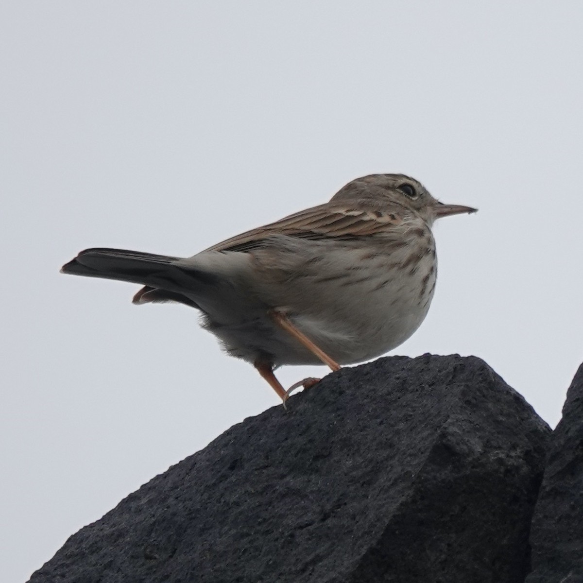Berthelot's Pipit - ML645964122