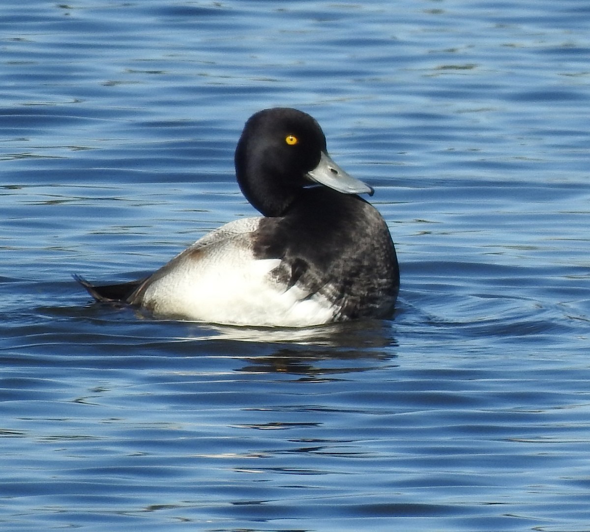 Lesser Scaup - ML645964123