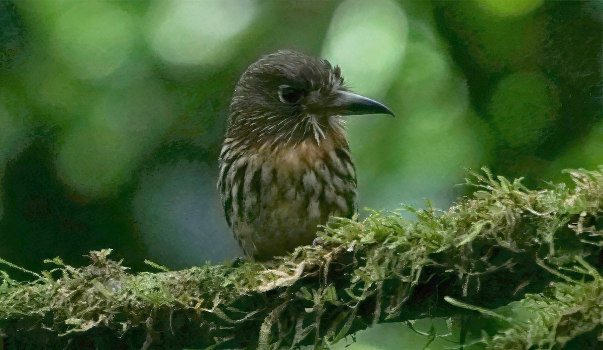 White-whiskered Puffbird - ML645964128