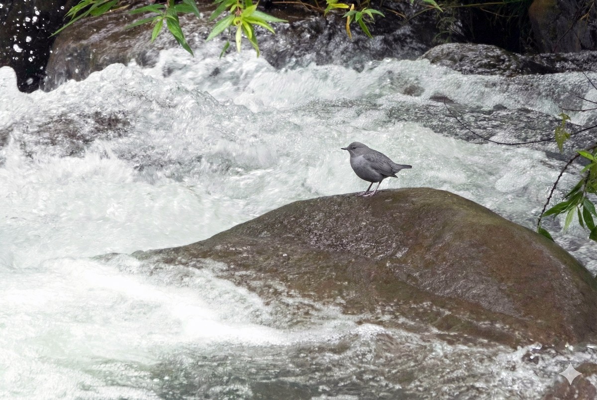 Ur-zozo iparramerikarra - ML645964130