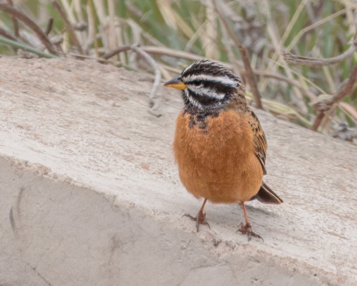 Cinnamon-breasted Bunting - ML645964138