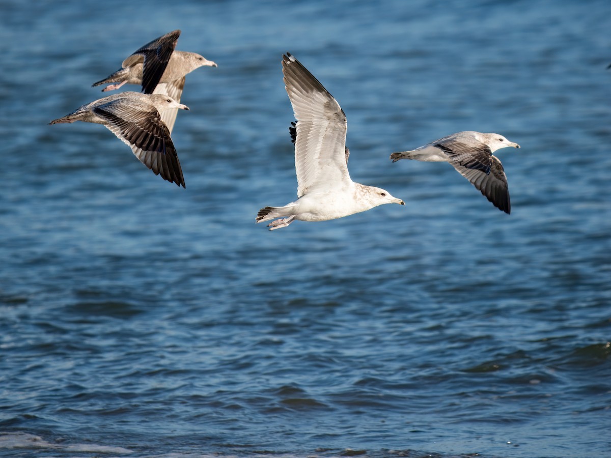 California Gull - ML645964151