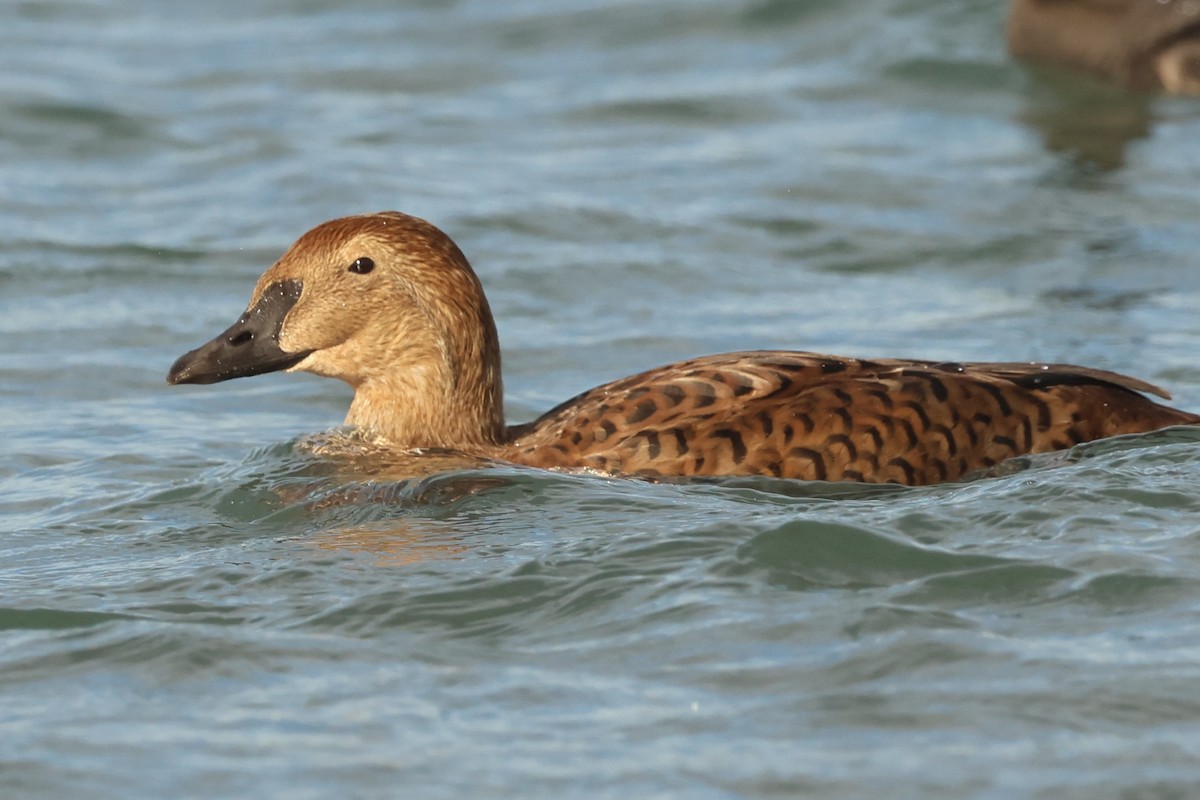 King Eider - ML645964158