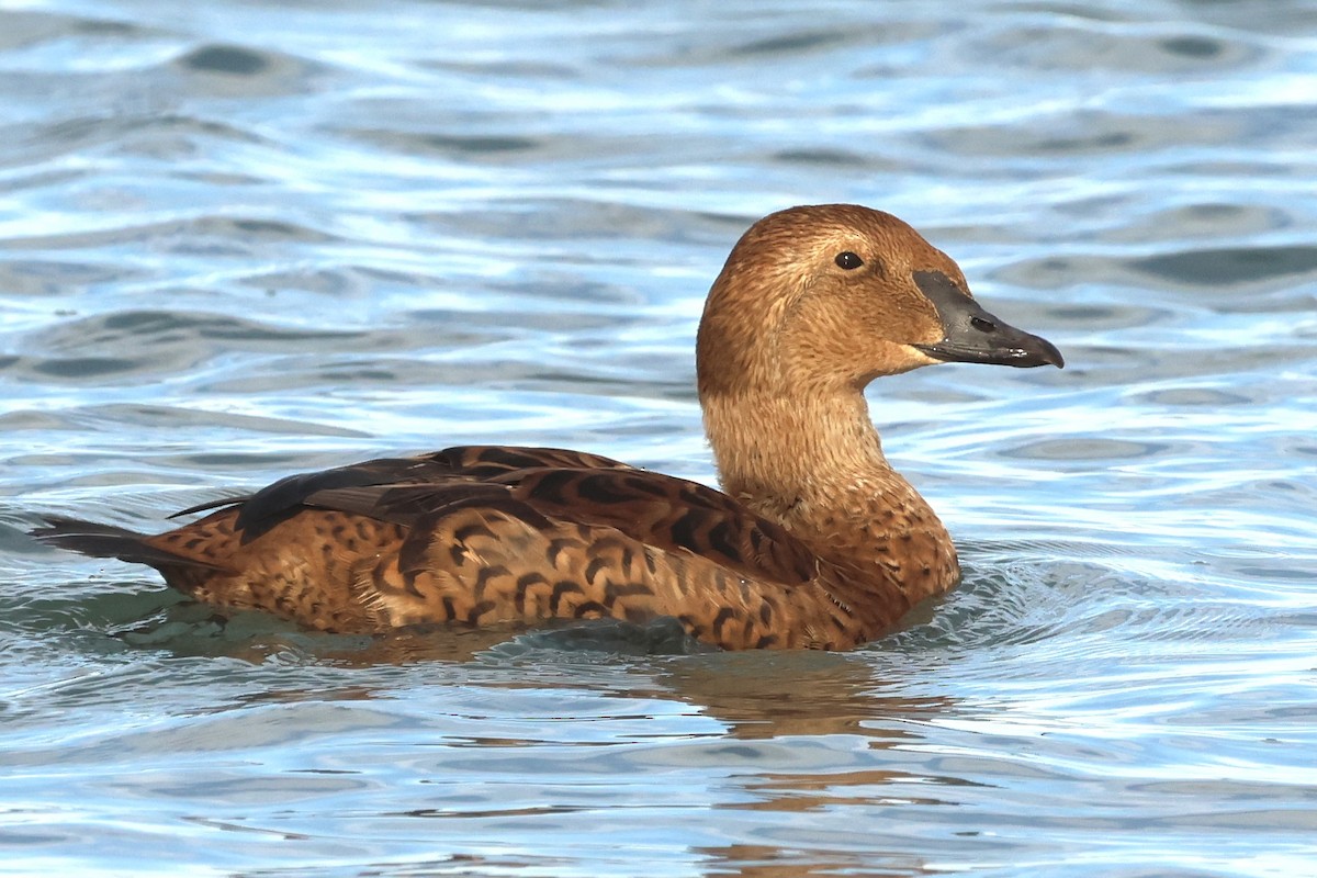 King Eider - ML645964159