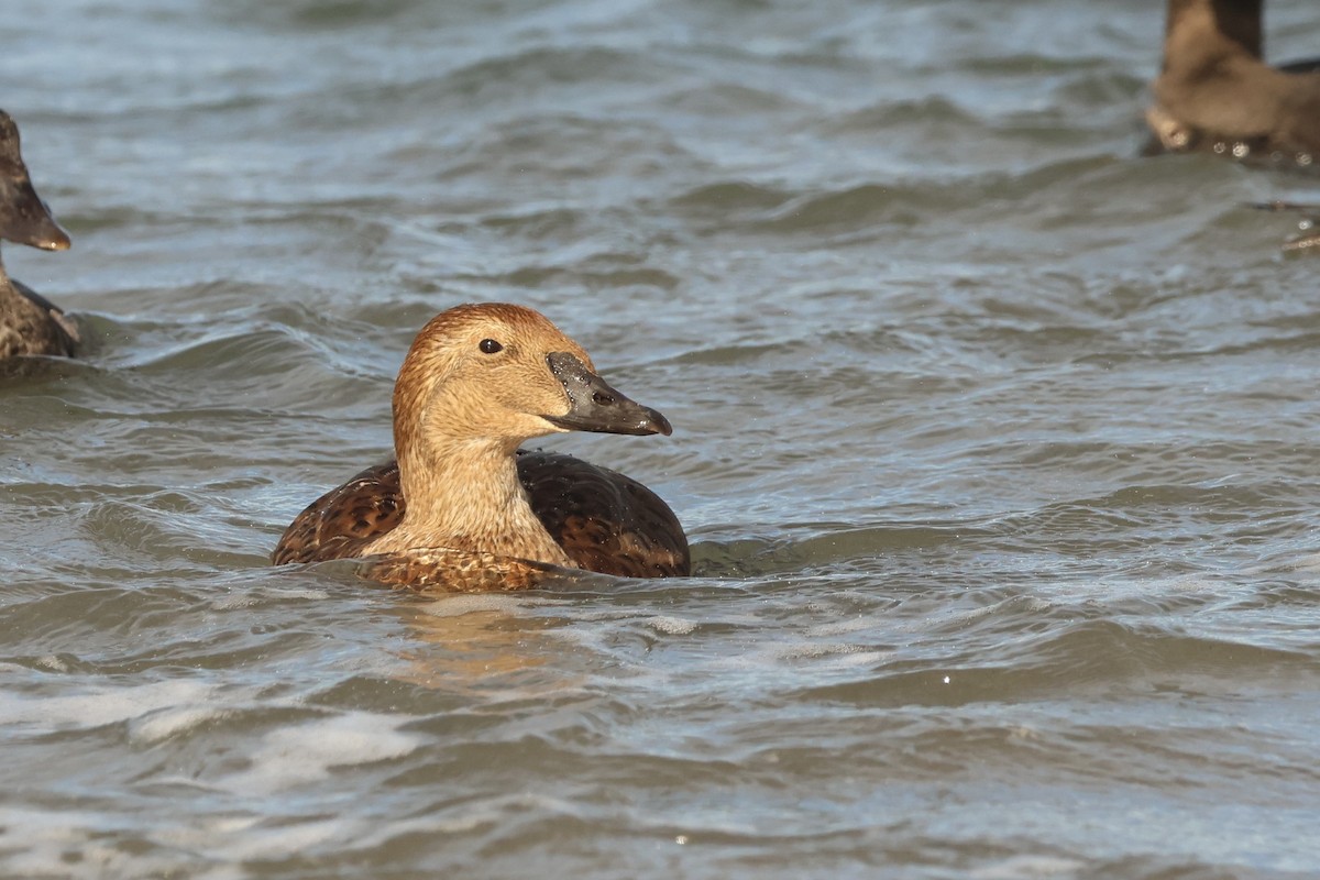 King Eider - ML645964161